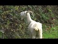 Haller Lake Goats #1 Haller Lake Goats #1