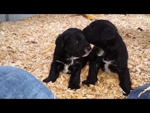 Max and Lucy exploring the grownups pen!