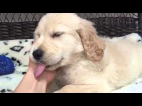Most adorable Golden Retriever