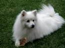 My Dog My Dog