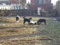 Dogs just wanna have Fun