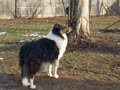 Dogs just wanna have Fun