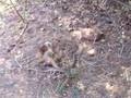 Water Monitor Digging Her Nest 