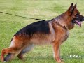 GERMAN SIEGER SHOW 2008 IN AACHEN by EDUARDO DUR�N HAEDO