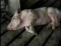 Animal Rights?