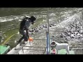 Gold Dredging in California Part 2, 8 inch dredge.