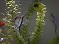 My 2d fish tank pt.2 My 2d fish tank pt.2