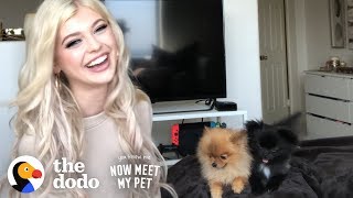 Puppy Who Almost Died Beat All The Odds With Loren Gray | The Dodo You Know Me Now Meet My Pet by The Dodo