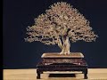 Taiwan Bonsai Creator Association