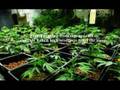 Azusa Pot Factory Bust