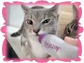 *noa & ash* big kittens drink water from a nursing bottle *noa & ash* big kittens drink water from a nursing bottle