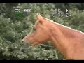 Straight Egyptian Al Khamsa mare for sale private treaty.