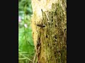 Solitary wasp