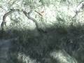 videos de Ed Gibson Neighborhood Hero II  -  Snakes Revenge