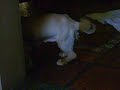 mi perrita se resbala