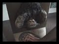 Monkeys in Lincoln Park Zoo, Chicago