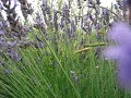 breeveld garden paradise breeveld garden paradise