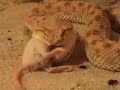Cerastes cerastes feeding