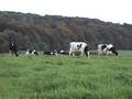 Cows grazing a Ayrshire pasture. Oct 07