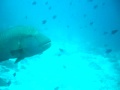 Pesce Napoleone