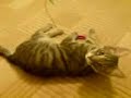 nermal cat hunting and playing with wiggle snake