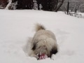 PON Bella with Ball in snow.avi