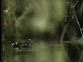Super Hornet VS Poor Frog