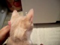 My kitten!(Twichy)