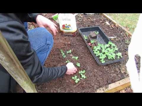 how to transplant snow peas