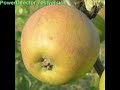 apfel