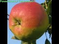 apfel
