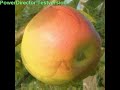 apfel