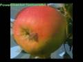 apfel