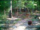 Bambi and Fawns Bambi and Fawns