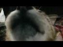 ツネオ君の大あくび♪
