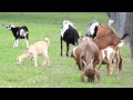 On The Farm – Farm Animals (Science Video)