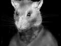 Mouse On LSD!! Mouse On LSD!!