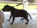cyko kennel cyko kennel
