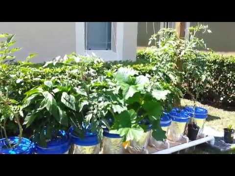 how to grow zucchini hydroponically
