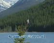 Clark's nutcracker - Nucifraga columbiana