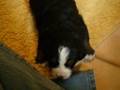 mes-b-b-s-bouvier-be