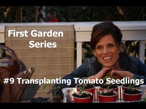 how to transplant seedlings into the ground