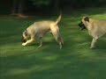 english mastiffs   shebas 12th birthday!