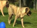 english mastiffs   shebas 12th birthday!