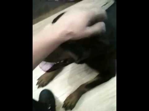 rottweiler attaque