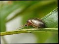 Arm Movements of Male and Female Tutelina Jumping Spiders Arm Movements of Male and Female Tutelina Jumping Spiders