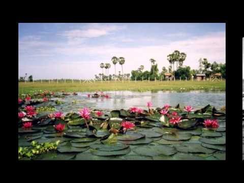 lotus