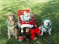 NATAL ANIMAL.