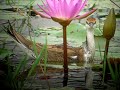 Pheasant-tailed Jacana 1 ??1