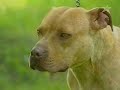Pit-Bull Dogs